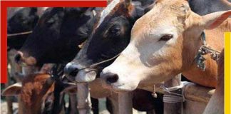 cow smuggling