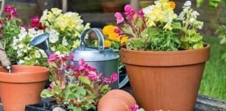 Facing Losses in Tuberose Farming? These Problems Could Be the Reason