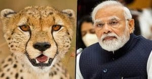 India is importing tweenty more Cheetahs from Africa for wildlife project