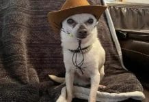 World’s oldest Dog: ‘Tobikith’, পৃথিবীর প্রাচীনতম কুকুর সম্পর্কে জানেন কি!