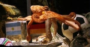 Octopus Paul