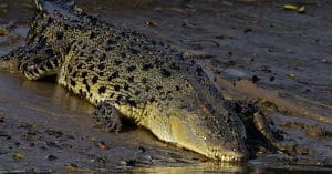 crocodiles
