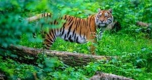Tiger In Jhargram: The tigress may enter the forests of Jhargram from the Jharkhand border, Forest Department on alert