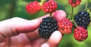 Delicious blackberries and their health benefits