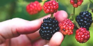 Delicious blackberries and their health benefits