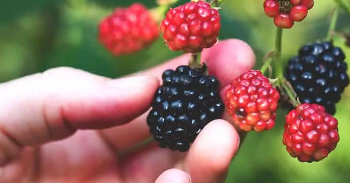 Delicious blackberries and their health benefits