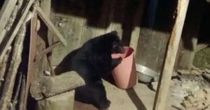 Himalayan Black Bear