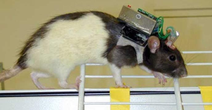 Remote control rat DRDO