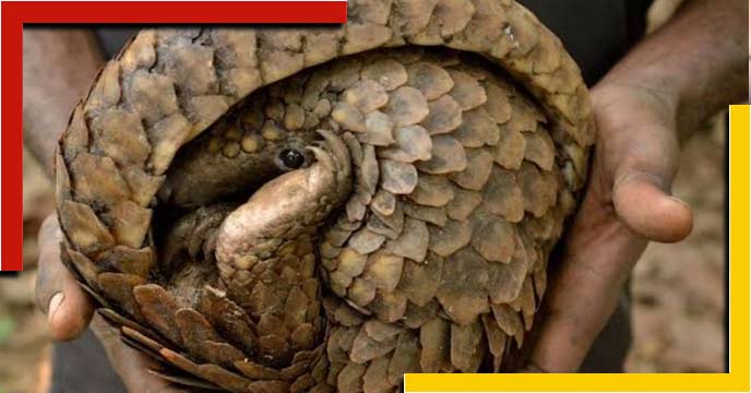 TMC leader involved in pangolin smuggling