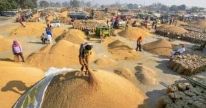 paddy procurement