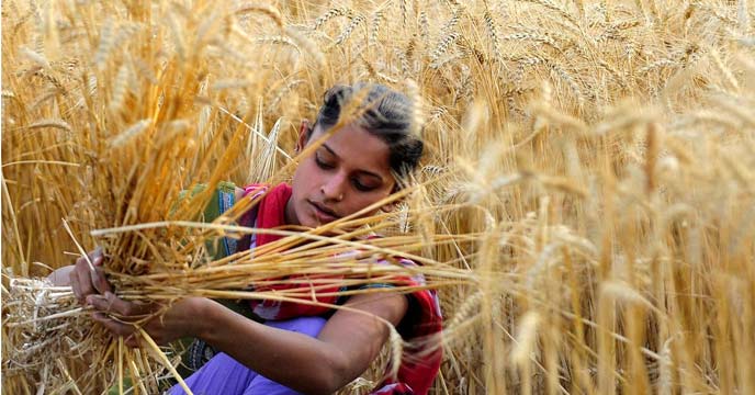 wheat price-in-india-hike
