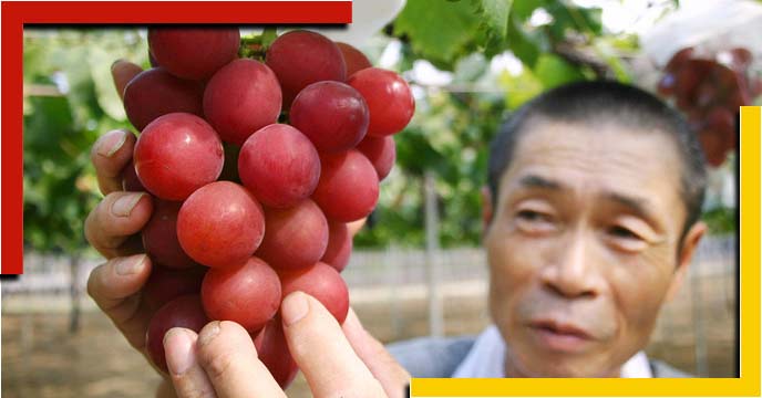 worlds-most-expensive-fruit-japans-ruby-roman-grape