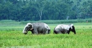 Elephant Attacks