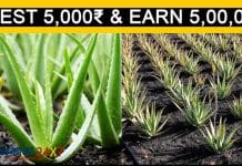 New business idea aloe vera farming