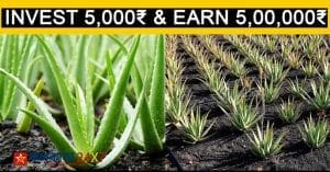 New business idea aloe vera farming
