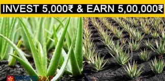 New business idea aloe vera farming