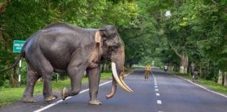 Teliamura Forest tripura