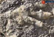 Dinosaur Footprints: ১৬.৬ কোটি বছর পুরনো ডাইনোসরের পায়ের ছাপের সন্ধান Dinosaur Footprints