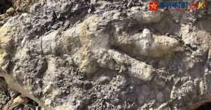 Dinosaur Footprints