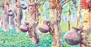 nipah virus date juice