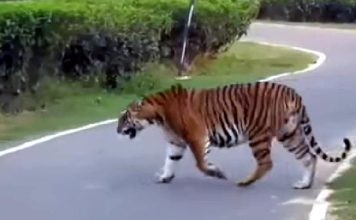 Assam-tiger2