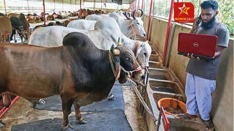 Bangladesh: গোরুর মাংসের খদ্দের নেই, হলটা কী বাংলাদেশে!