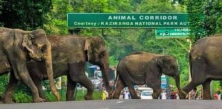 Image of Kaziranga National Park, home to diverse wildlife including Indian one-horned rhinoceros