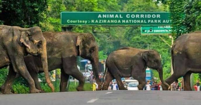 Image of Kaziranga National Park, home to diverse wildlife including Indian one-horned rhinoceros