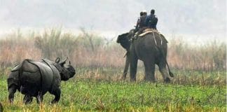 Kaziranga forest elephant grazing on grass in the wildlife sanctuary