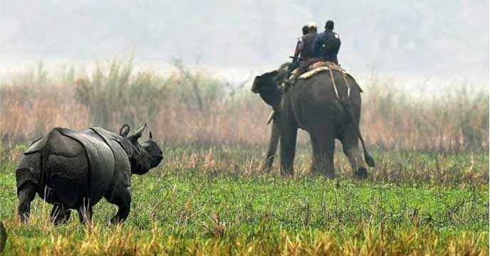 Kaziranga forest elephant grazing on grass in the wildlife sanctuary