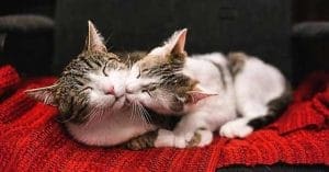 Two cats sitting together and nuzzling each other affectionately
