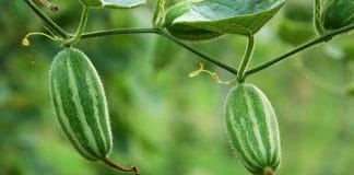 Pointed Gourd, a summer superfood that can alleviate stomach problems