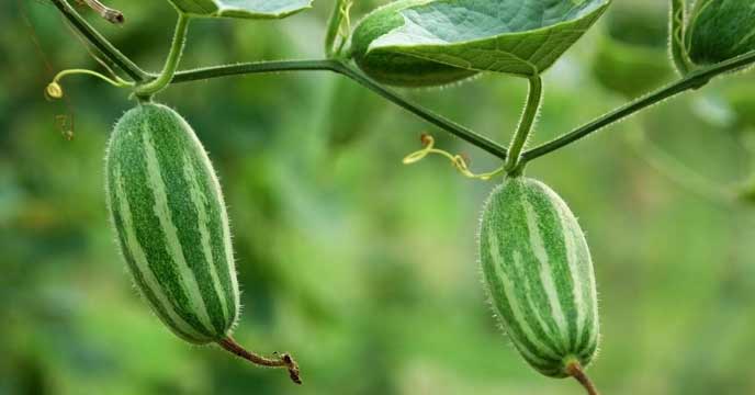 Pointed Gourd, a summer superfood that can alleviate stomach problems