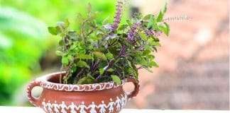 Tulsi plant, a natural remedy to get rid of skin impurities starting from cold