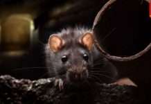 rats-in-new-york-city-can-carry-covid-variants