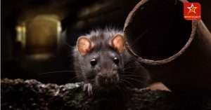 rats-in-new-york-city-can-carry-covid-variants