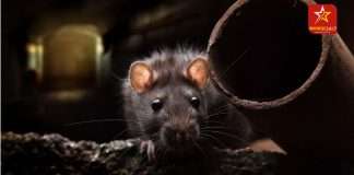 rats-in-new-york-city-can-carry-covid-variants