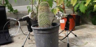 Cactus Plant with Spiky Leaves in a Pot