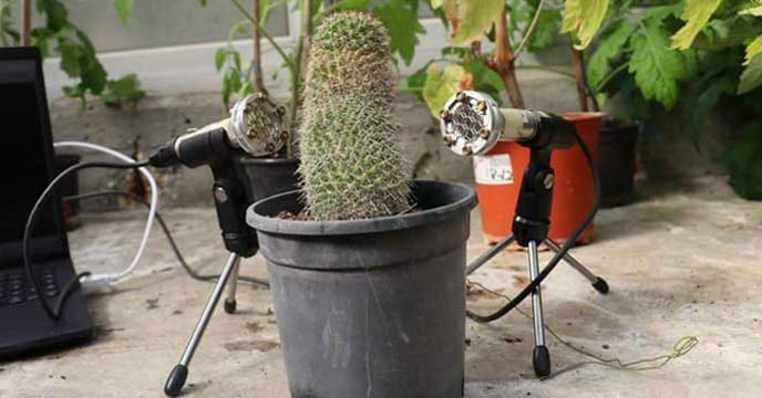 Cactus Plant with Spiky Leaves in a Pot