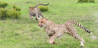 Cheetah Udai lying on the ground in Kuno National Park