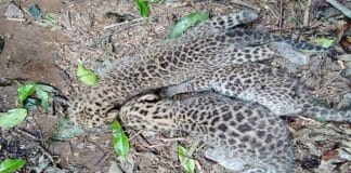 Leopard cub taking a nap under the shade of a tea plantation in Jalpaiguri