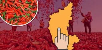 Pushpa chilli Karnataka