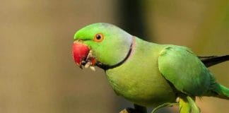 Tia the Talking Dog with a Bird Friend