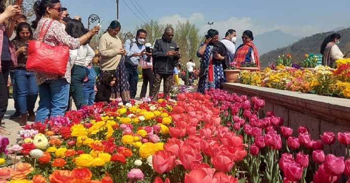 Tulip Garden in Jammu and Kashmir - A beautiful display of blooming tulips in a picturesque garden surrounded by mountains.
