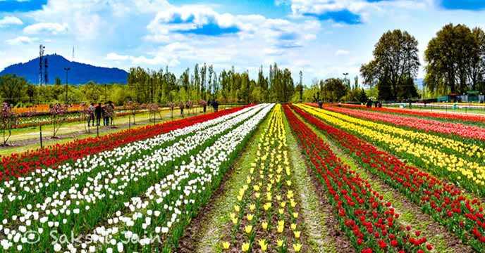 Tulip Garden in Jammu - A stunning display of colorful tulips in a well-manicured garden surrounded by mountains.