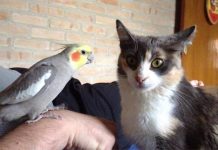 Watch This Adorable Viral Video of Cats and Cockatiels Sharing Love and Friendship