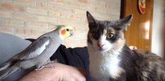 Watch This Adorable Viral Video of Cats and Cockatiels Sharing Love and Friendship