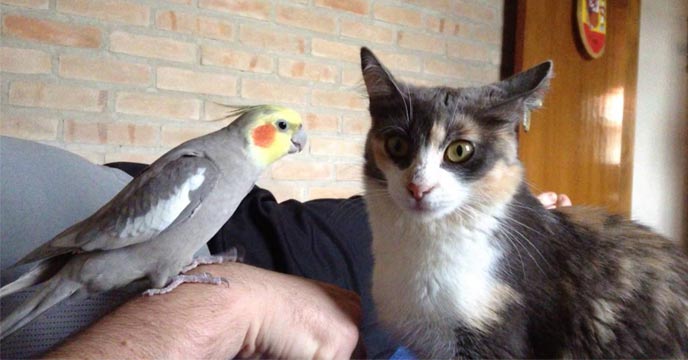 Watch This Adorable Viral Video of Cats and Cockatiels Sharing Love and Friendship