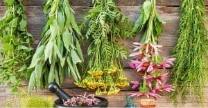 Green leaves for relief from cough and cold