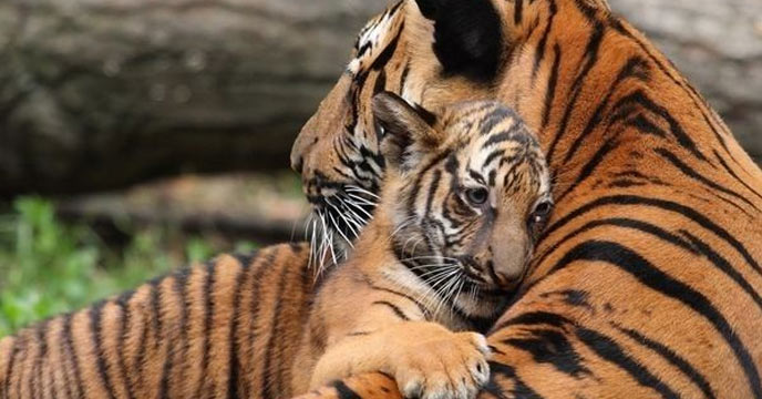 Tigress comforting a tiny baby tiger in the wild